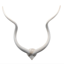 Load image into Gallery viewer, Kudu Mount Wall Art Kudu Horns Wall Decor White Kudu Horn Wall Hanging Kudu Inner Horn Mount White Antler Mount
