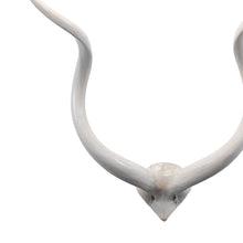 Load image into Gallery viewer, Kudu Mount Wall Art Kudu Horns Wall Decor White Kudu Horn Wall Hanging Kudu Inner Horn Mount White Antler Mount
