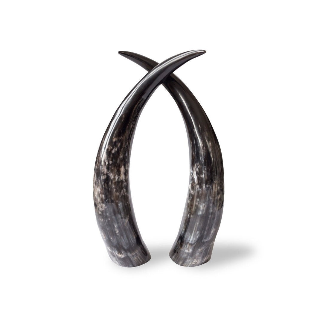 Set of Cow Horns